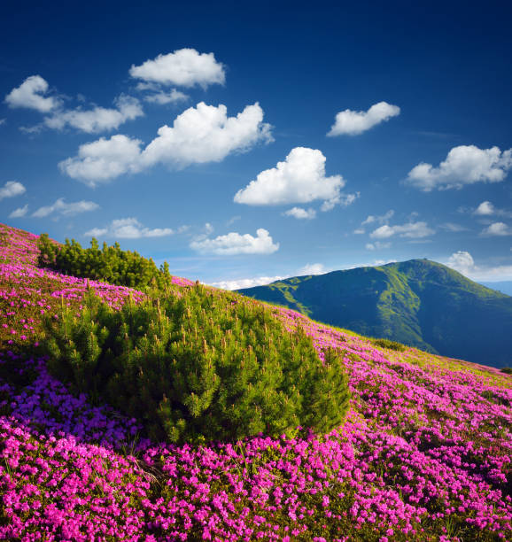 istock Summer mountain landscape with flowers on a sunny day 946965382