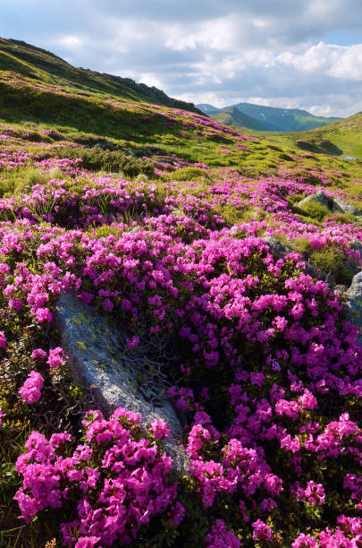 istock Flowers in the mountains 946965446