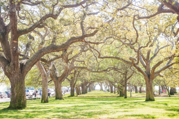 istock White Point Garden Oak Tree Canopy Charelston South Carolina Spring 946969426