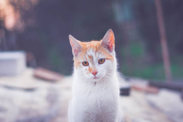 istock Close-Up Of Cat 946969686