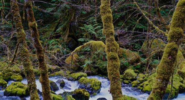 istock Oregon's Brice Creek Rainforest 946975804