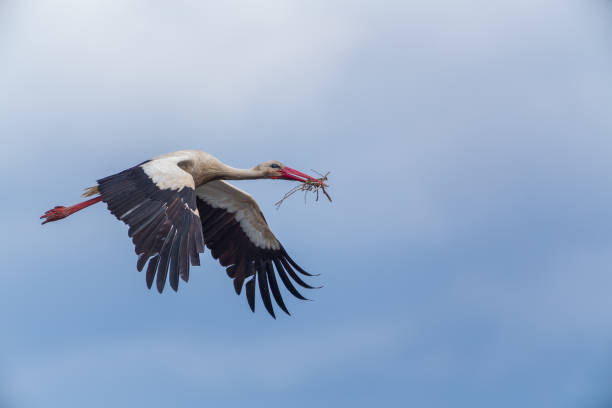 istock Stork flying to the nest with some branches in Vitoria 946976082