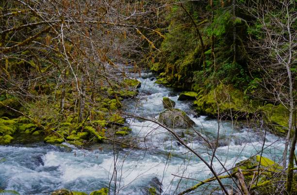 istock Oregon's Champion Creek 946976168