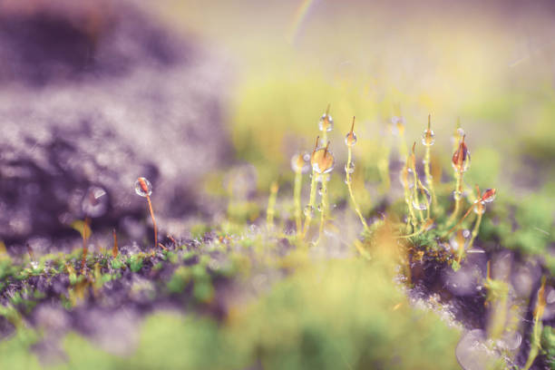 istock Close-Up Of macro 946976604