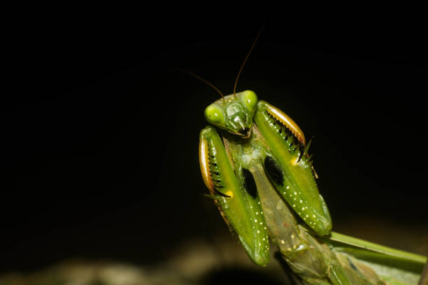 istock Close-Up Of macro 946976636