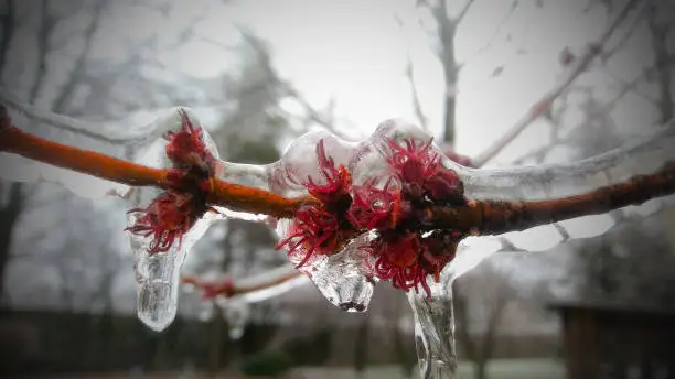 Ice Strom in Lansing Michigan 2018