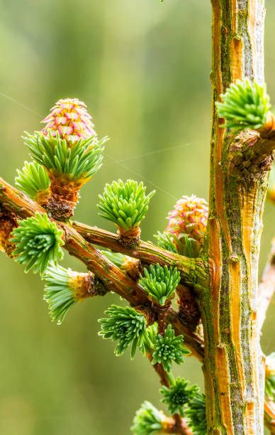 봄 날에 소나무 콘을 출 - 숲주름버섯 뉴스 사진 이미지