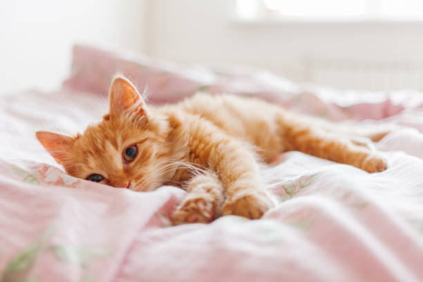 istock Cute ginger cat lying in bed. Fluffy pet is gazing curiously. Stray kitten sleep on bed first time in its life. Cozy home background, morning bedtime. 946991620