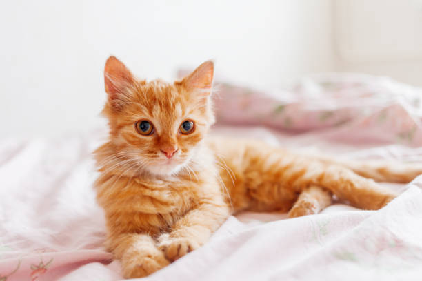 istock Cute ginger cat lying in bed. Fluffy pet is gazing curiously. Stray kitten sleep on bed first time in its life. Cozy home background, morning bedtime. 946992416