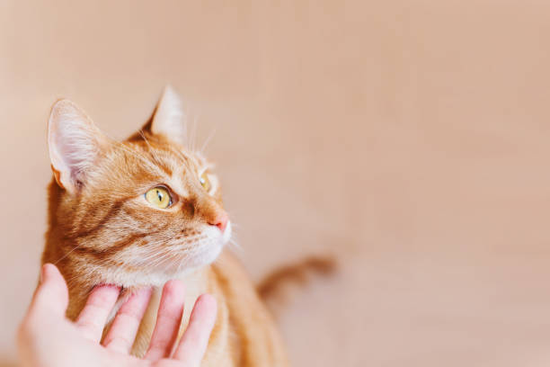 mujer acurruca het lindo gato jengibre. mascota tabby esponjosa parece perplejo. - enfold fotografías e imágenes de stock