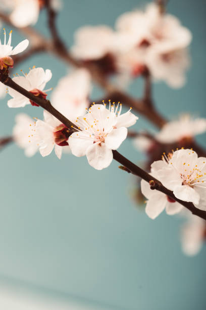 istock Spring blossoms blooming isolated on grey blue background, close up copy space, flowers tree branch blooming 946995200