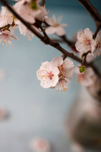 istock Spring blossoms blooming isolated on grey blue background, close up copy space, flowers tree branch blooming 946995292