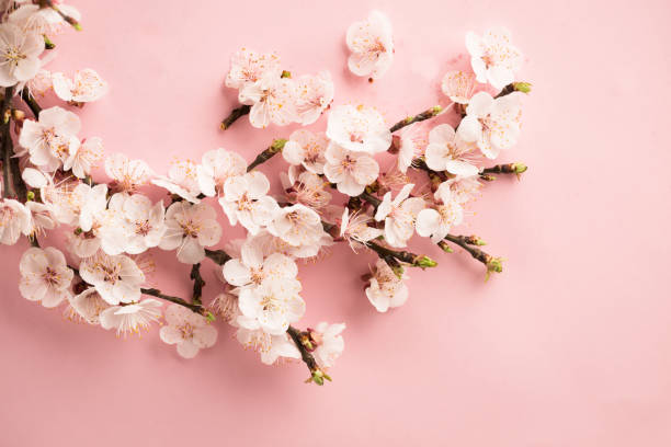 istock Spring blossoms blooming isolated on pink background, close up copy space, flowers tree branch blooming 946995384