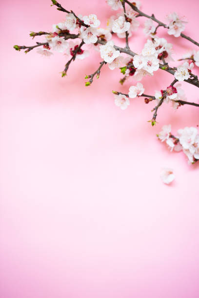 istock Spring blossoms blooming isolated on pink background, close up copy space, flowers tree branch blooming 946995458