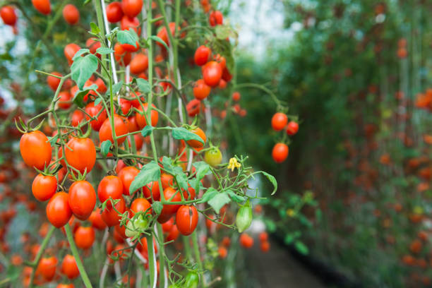 istock tomatoes in the greenhouse 947000182