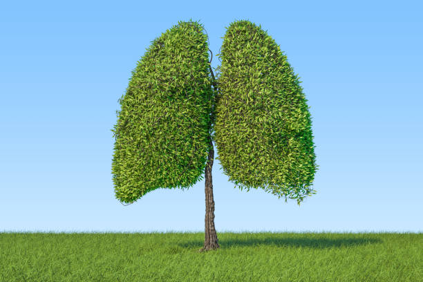 istock Eco concept. Tree in the shape of lungs on the green grass against blue sky, 3D rendering 947004334