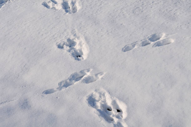 istock animal trails in snow 947004668