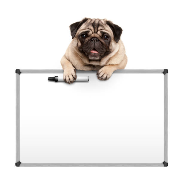 istock cute pug puppy dog hanging with paws on blank marker white board 947007412
