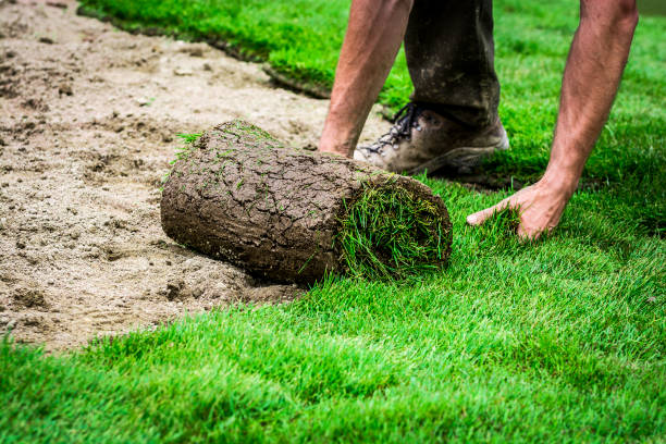 Planting new grass A worker laying down rolls of grass turfs for a new lawn rolling field stock pictures, royalty-free photos & images