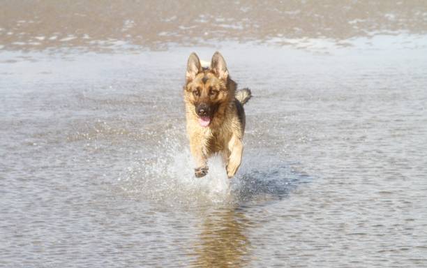 istock Beautiful german shepherd dog running through the sea 947008474