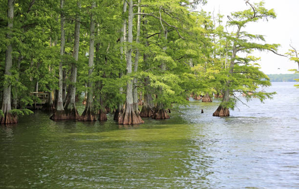 Cypress trees on Reelfoot Lake Reelfoot Lake State Park, Tennessee reelfoot lake stock pictures, royalty-free photos & images