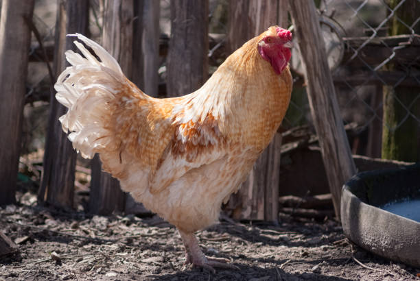 istock Beautiful rooster walking in a farm yard 947013812