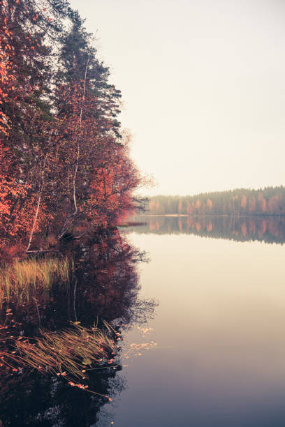 istock Autumn landscape with fog and threes 947014582