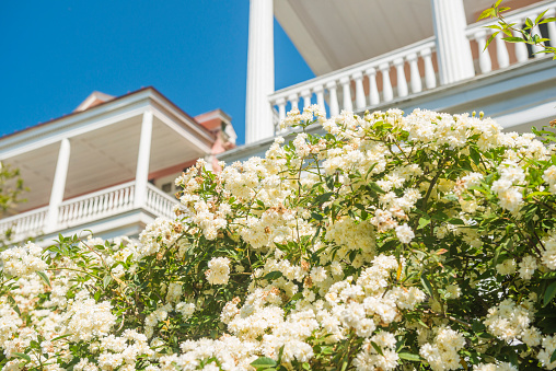 This is a color photograph of spring flowers blooming on a bush with white Colonial style porches in the background in the historic Charleston, South Carolina, a travel destination in the Southern USA.
