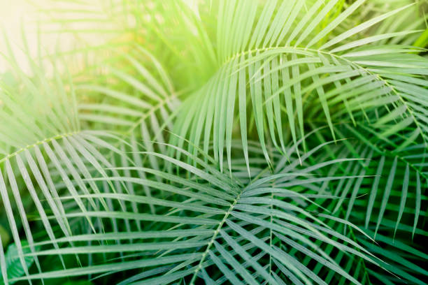 istock Tropical Phoenix plant leaf with light. Abstract texture, natural exotic jungle green background 947018150