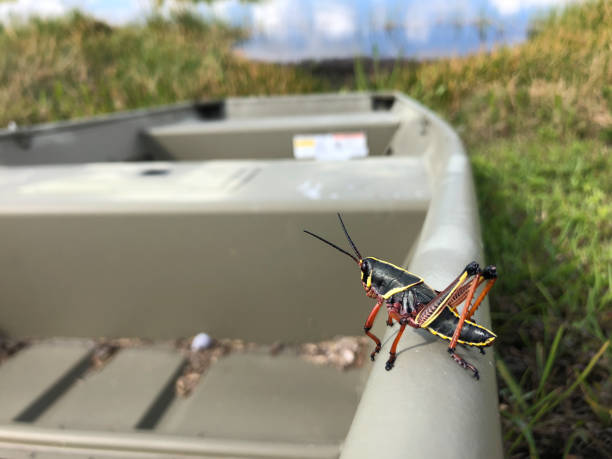 istock grasshopper in the swamp 947025802