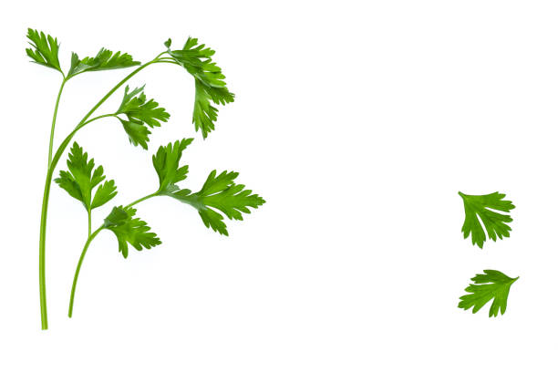 istock garden parsley leaves and stalks on white background with copy space 947026260