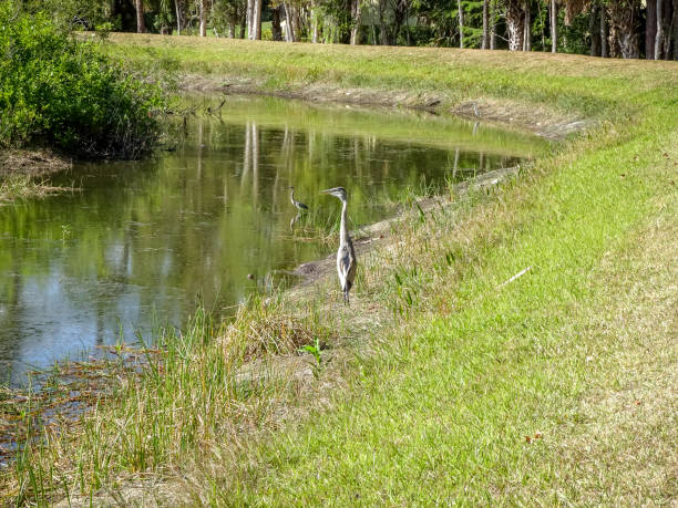 tricolor heron (egretta tricolor) wading in the marsh