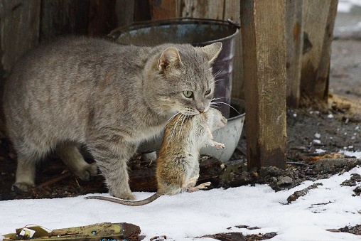 Gray cat holding a big rat standing on the street in the snow near the wall