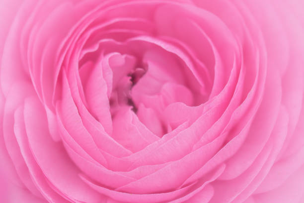 istock Close up of pink ranunculus flower for background. 947033370