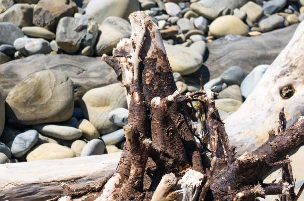istock driftwood, washed up by the sea on a pebble beach 947033560