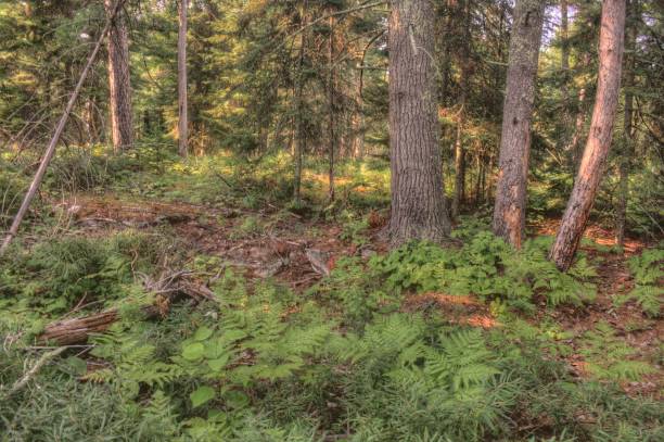 voyageurs national park no norte de minnesota durante o verão - voyagers - fotografias e filmes do acervo