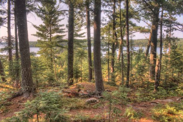 voyageurs national park in northern minnesota during summer - voyagers imagens e fotografias de stock