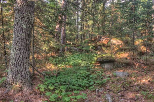 voyageurs national park in northern minnesota during summer - voyagers imagens e fotografias de stock