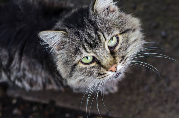 istock gray-white cat looks at the frame 947039218