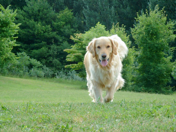 istock Golden Retriever Running 947041760