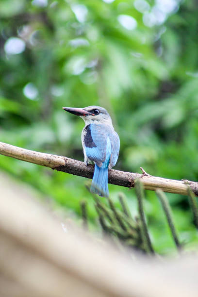 Blue Bird stock photo