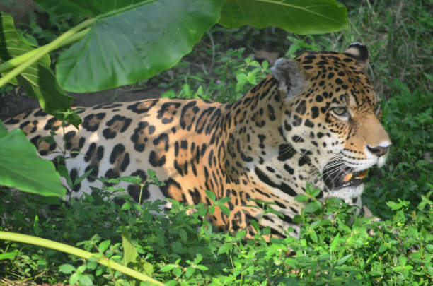 istock A Jaguar in the Amazon rain forest. Iquitos, Peru 947056124