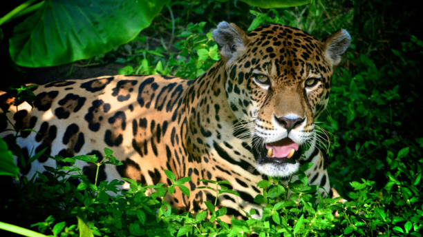 istock A Jaguar in the Amazon rain forest. Iquitos, Peru 947056300