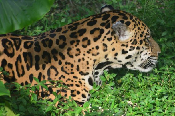 istock A Jaguar in the Amazon rain forest. Iquitos, Peru 947056304