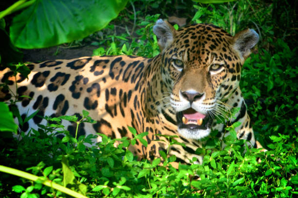 istock A Jaguar in the Amazon rain forest. Iquitos, Peru 947056306