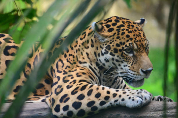 istock A Jaguar in the Amazon rain forest. Iquitos, Peru 947058376