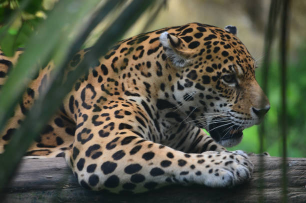 istock A Jaguar in the Amazon rain forest. Iquitos, Peru 947058498
