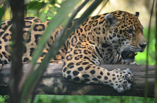 istock A Jaguar in the Amazon rain forest. Iquitos, Peru 947058500
