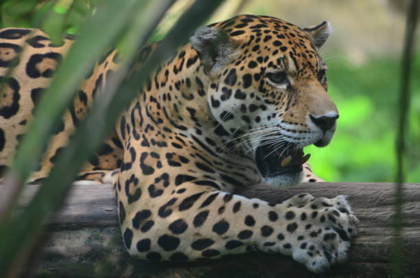 istock A Jaguar in the Amazon rain forest. Iquitos, Peru 947058504