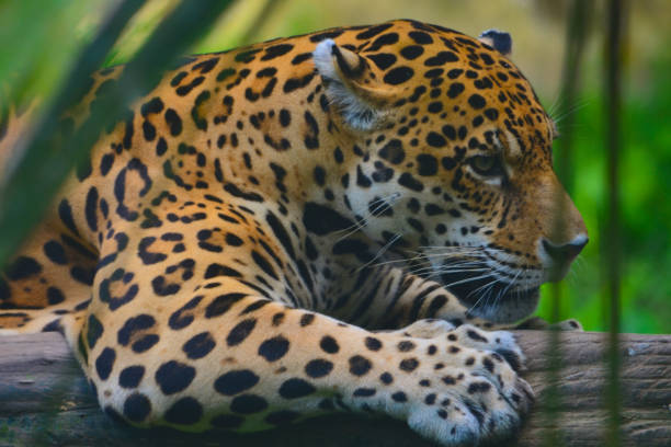 istock A Jaguar in the Amazon rain forest. Iquitos, Peru 947058662